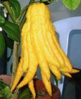 Citrus Budhova ruka - Mano di Budda - výška 60/80cm