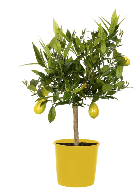 Limequat / Lemonkumquat 60-80cm