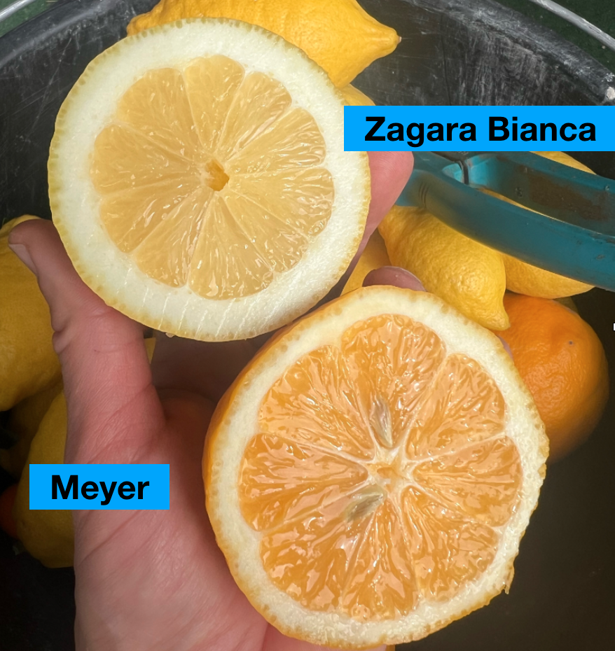 Citrus Meyer/Citrónovník Meyer s kvetmi bez plodov