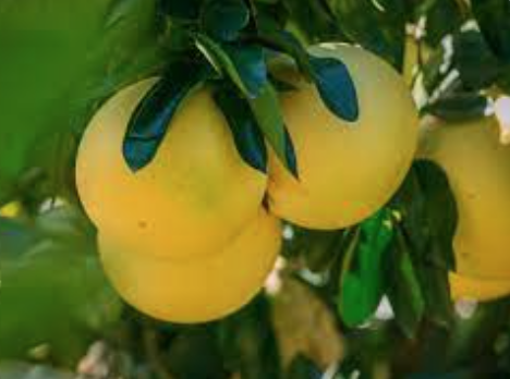 Citrus Pomelo - výška 60/80cm