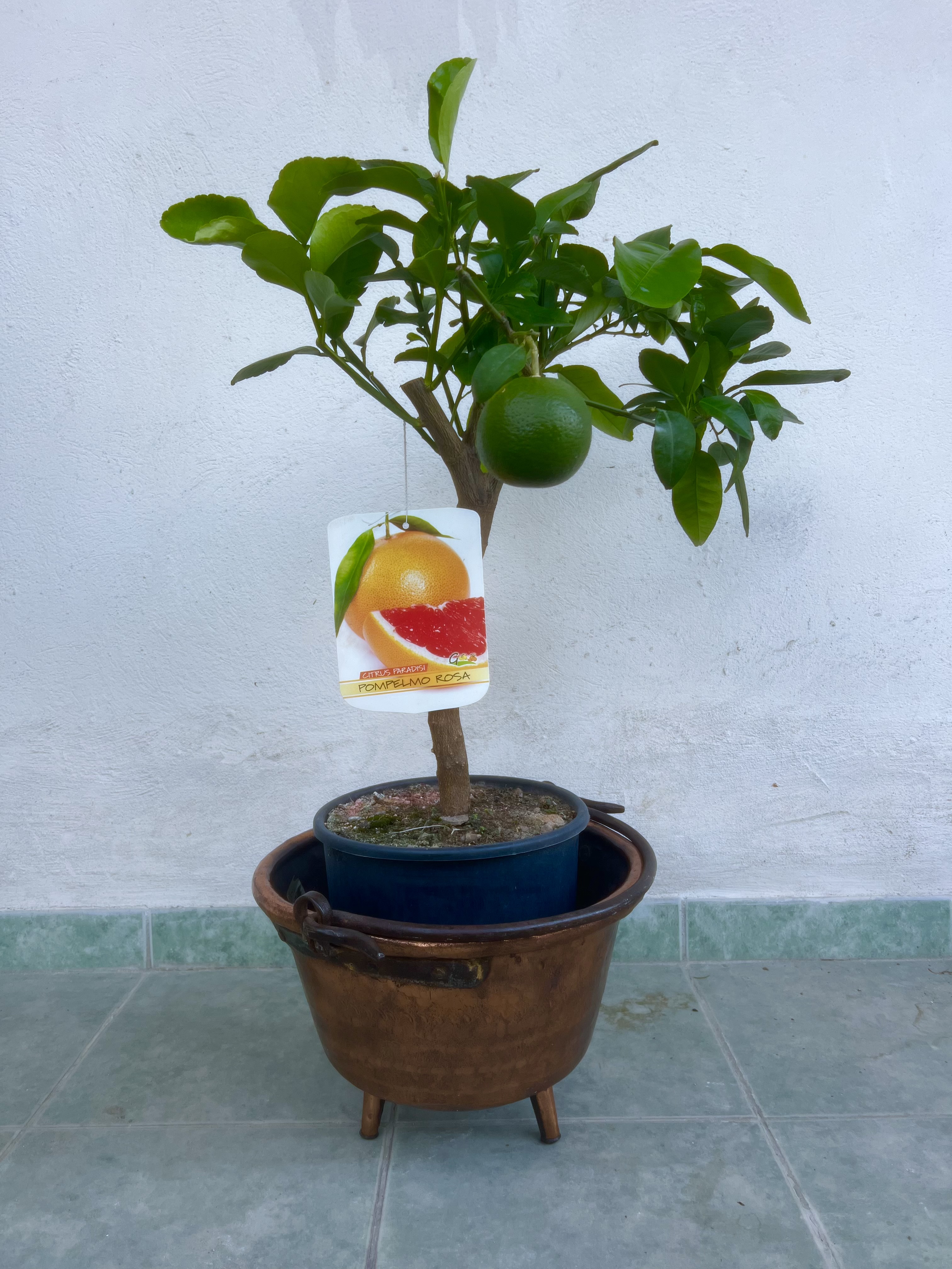 Grapefruit růžový (Grep) - Pompelmo rosa, výška 120-150cm