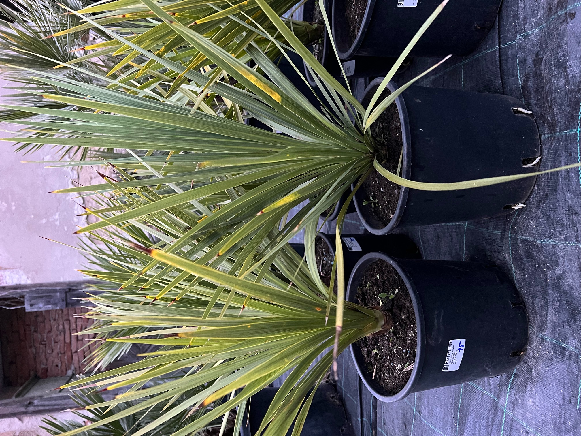 Dracaena indivisa - Cordyline indivisa zelená 50cm