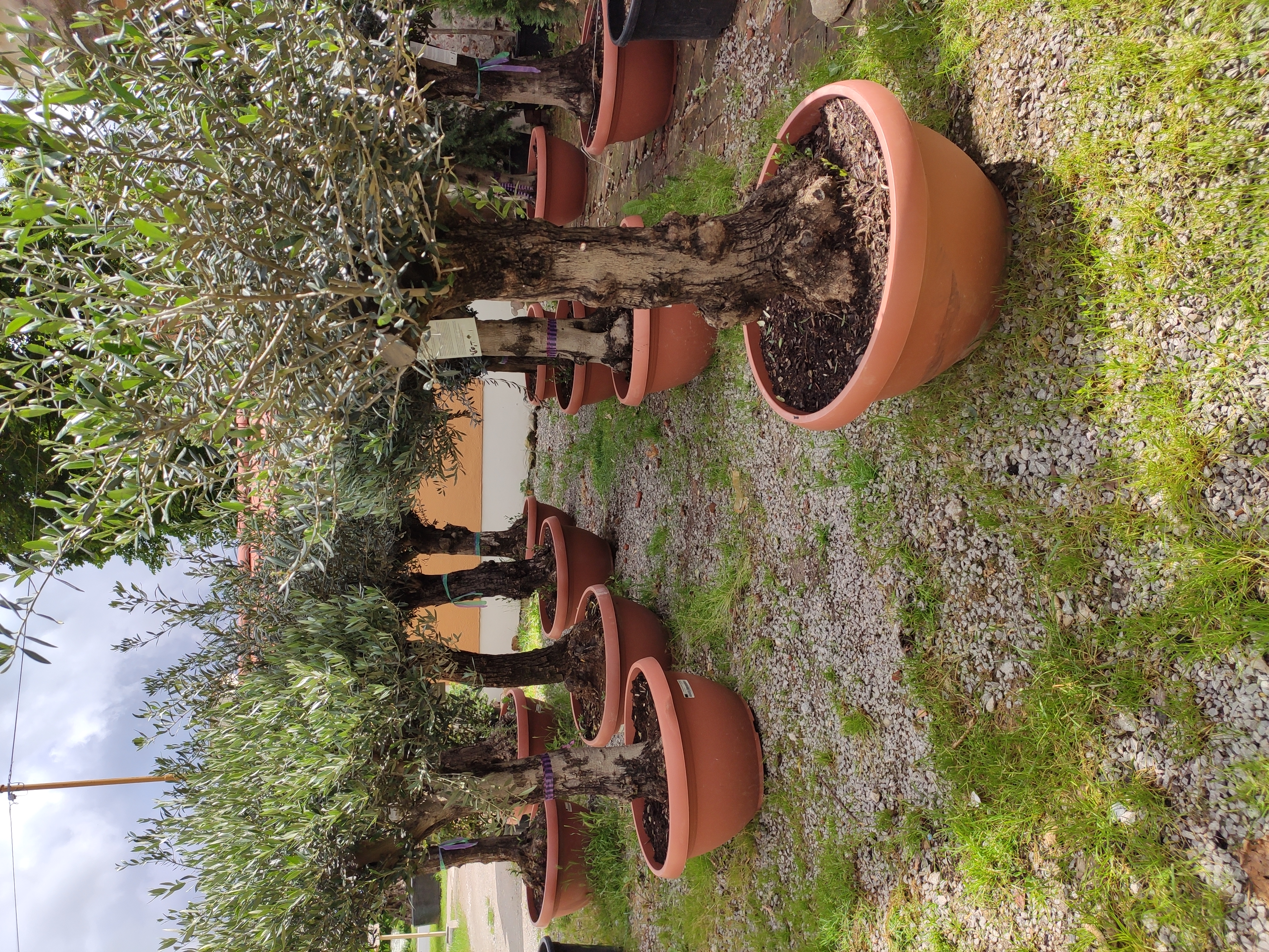 Olea europaea Bonsai deco, květináč - 90L