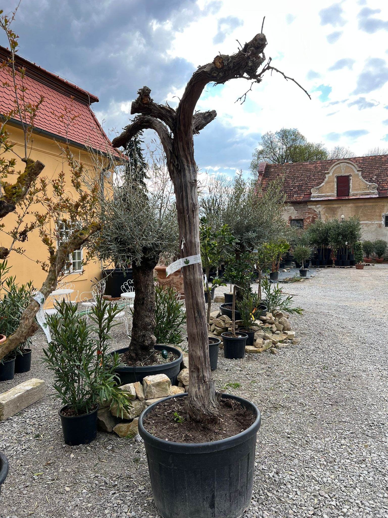 Réva bílá - 250cm (Vitis vinifera)