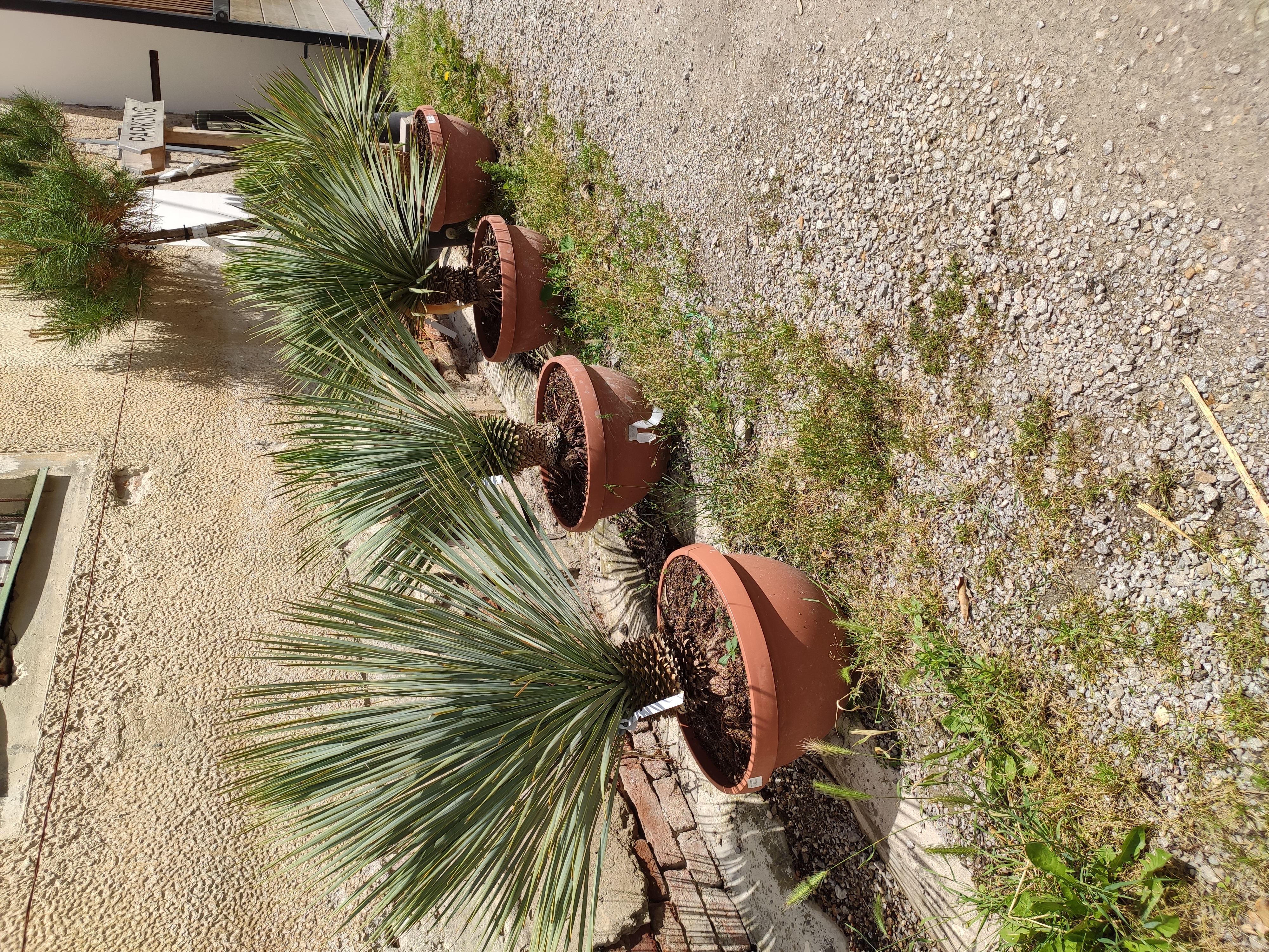 Yucca Rostrata v deco květináči -22°C