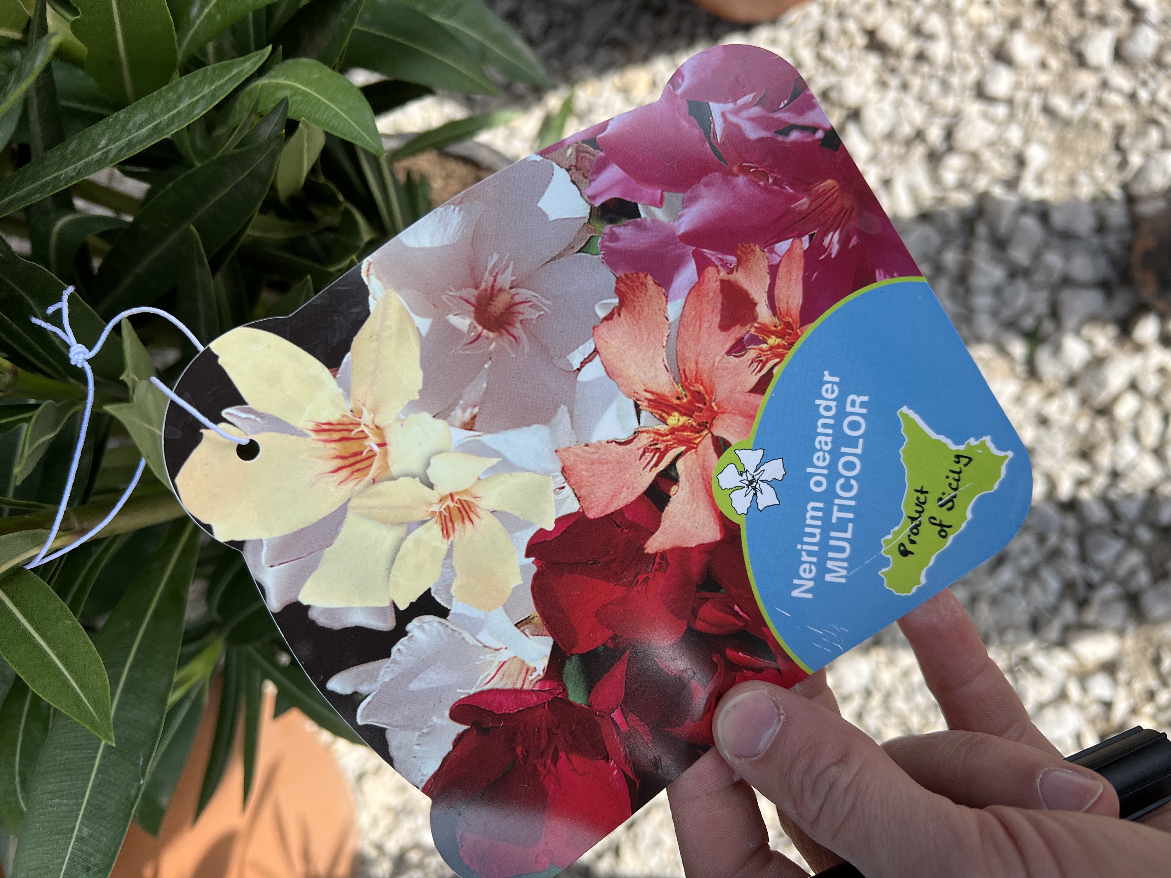 Nerium Oleander různé barvy - výška 130-150 CM s květináčem