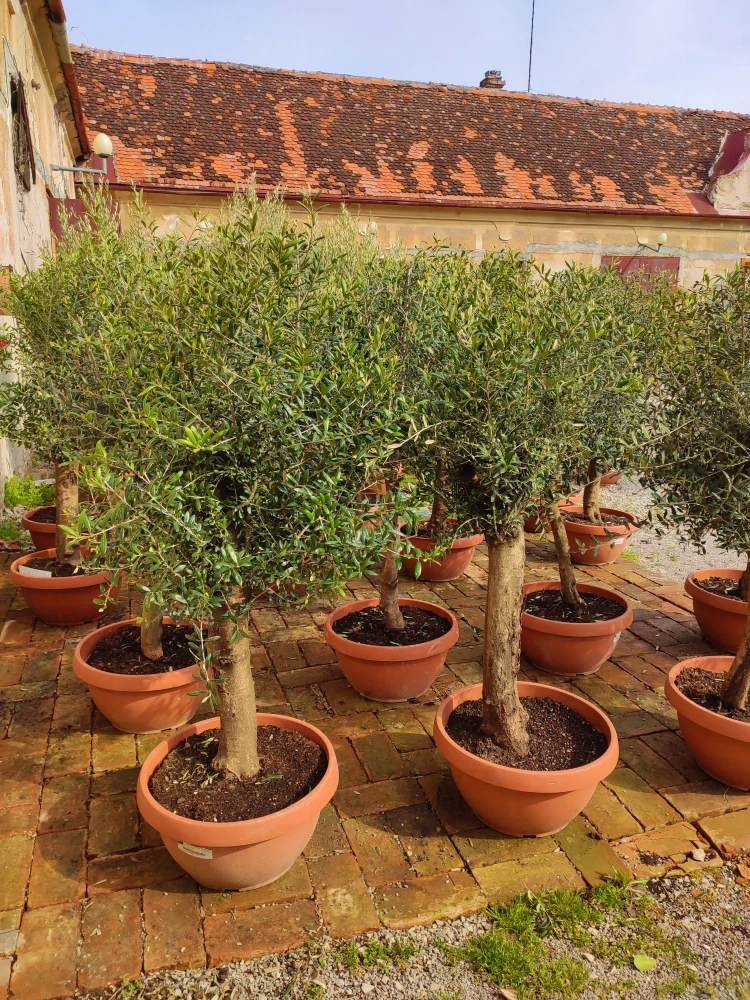 Jarní akce - Olea europaea Bonsai deco, výška 140-160cm, květináč 42L