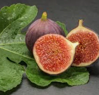 Fíkovník Ficus carica - odrůda BROGIOTTO tmavá - 160-170cm, -12°C