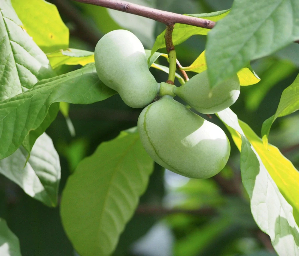 Asimina triloba - výška rostliny s květináčem 100cm