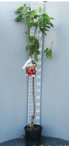 Čerešňa Lapins, výška rostliny s kvetináčem 130cm