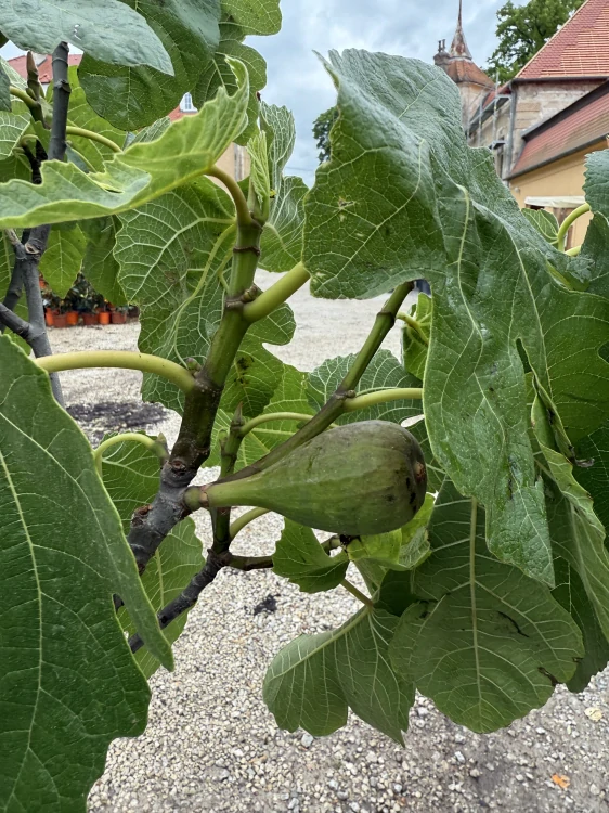 Fíkovník Ficus carica - odroda de la Reina - 160-170cm, -12°C