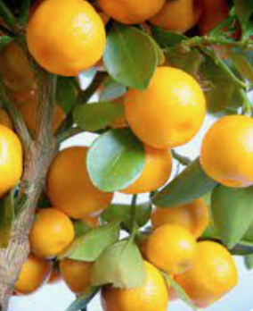 Calamondin výška rostliny s květ. 50-70cm, s plody