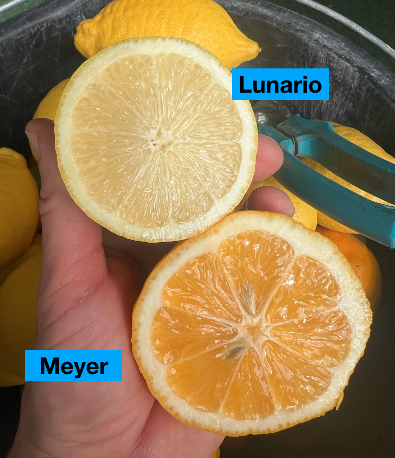 Citrus Meyer/Citrónovník Meyer s kvetmi bez plodov