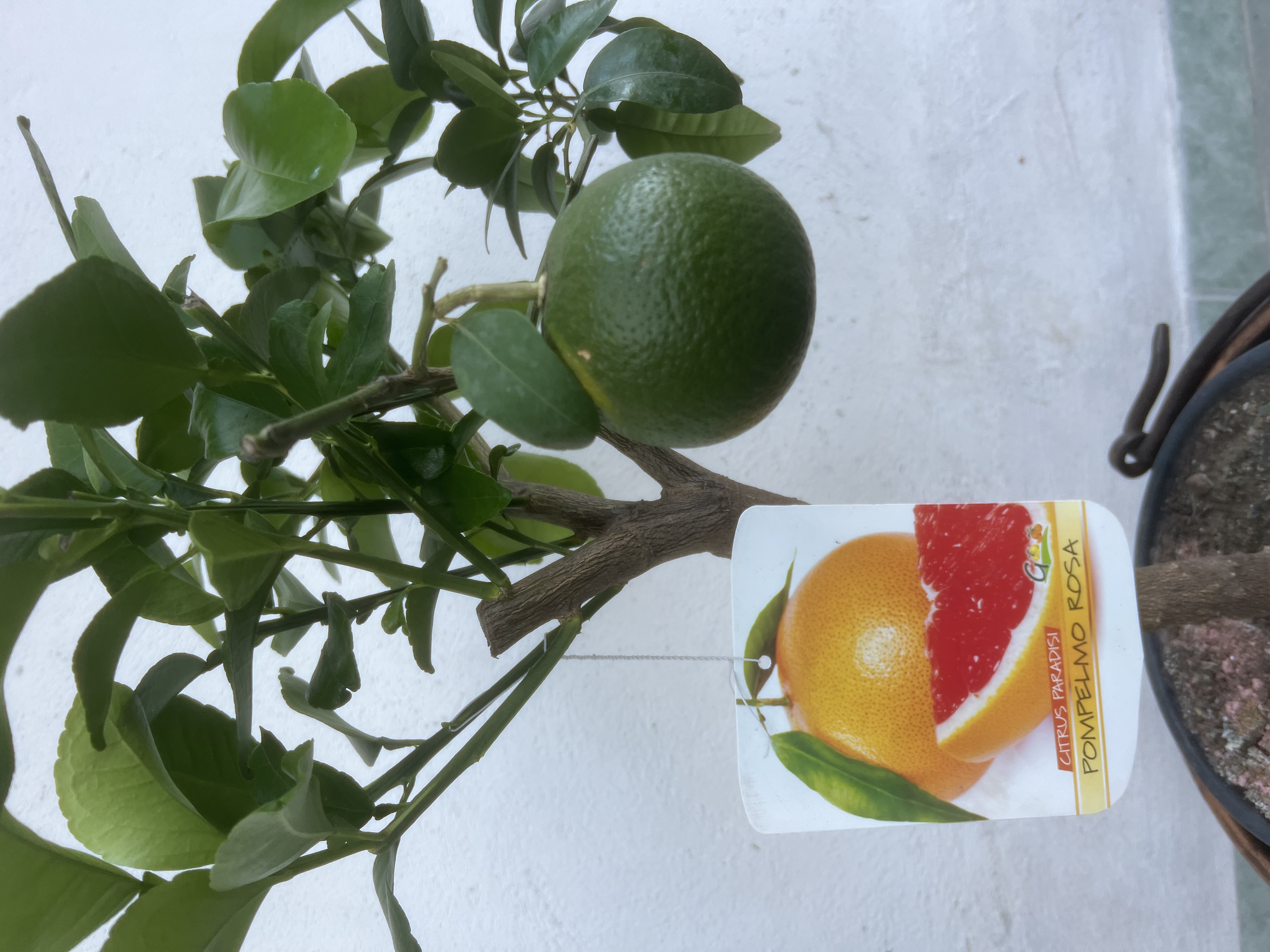 Grapefruit růžový (Grep) - Pompelmo rosa, výška 120-150cm