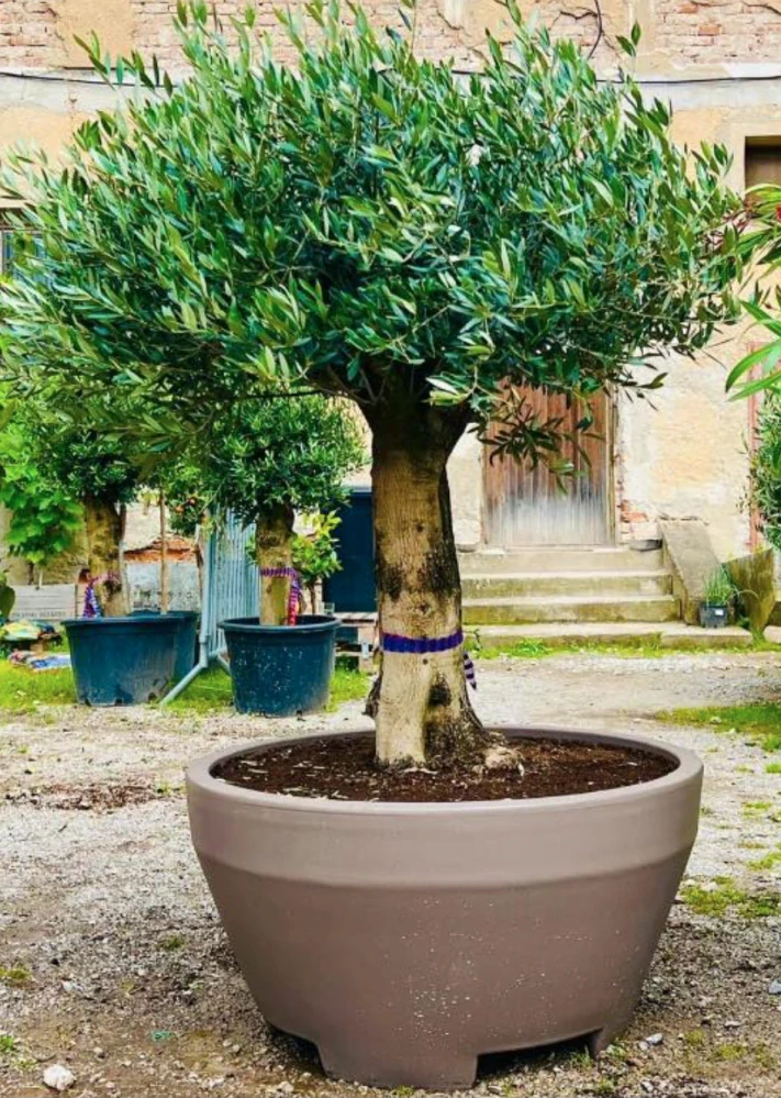 Olea europaea Bonsai deco, květináč - 90L