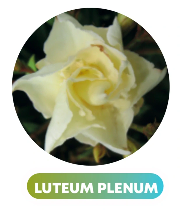 Nerium Oleander různé barvy - výška 100-120 CM s květináčem