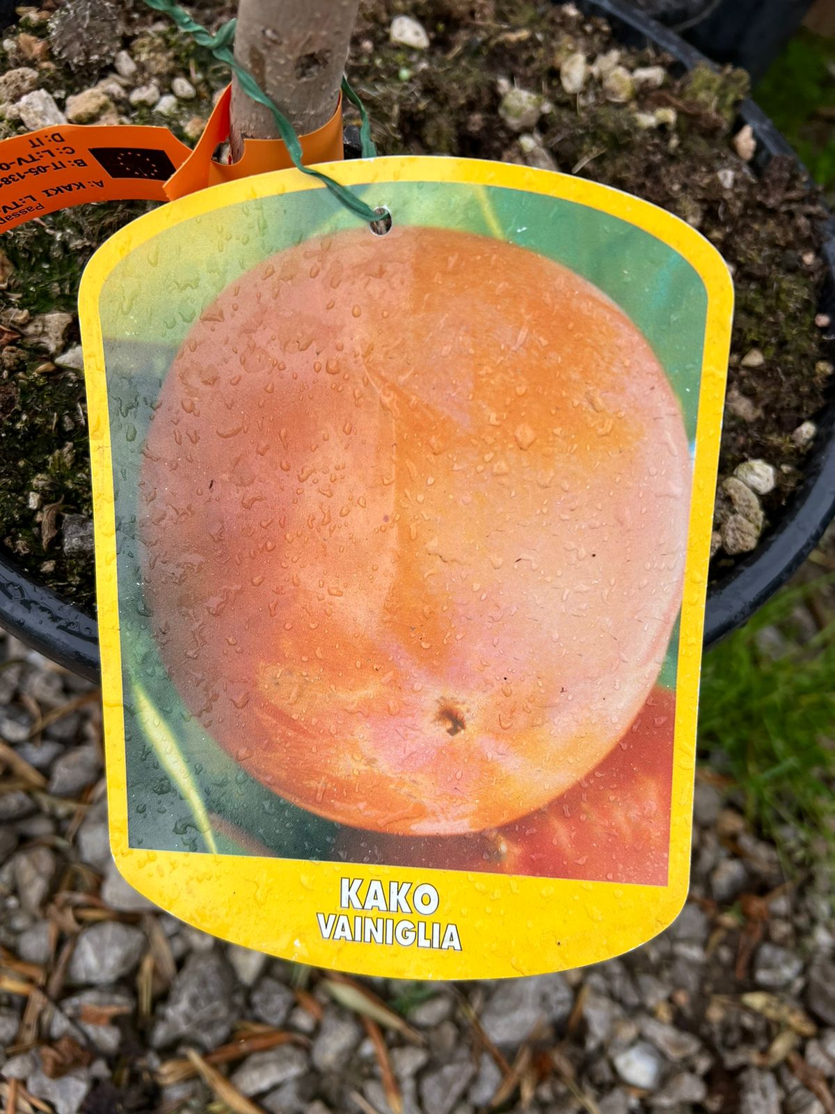 Hurmikaki různé odrůdy, mrazuvzdorné, výška 130-160cm