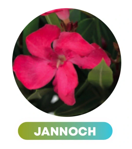 Nerium Oleander různé barvy - výška 130-150 CM s květináčem