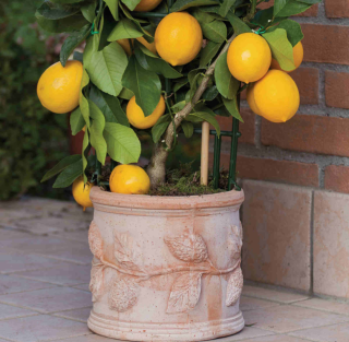 Kvetináč Cilindro limoni 23,5cm x 20,5cm výška