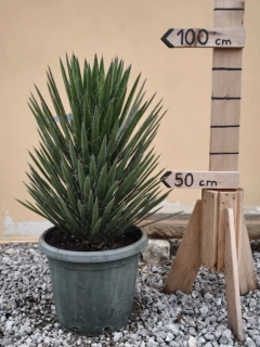 Yucca Filifera, výška s květ. 90-100cm, mrazuvzdorná