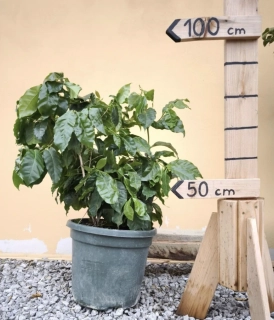 Kávovník - Coffee Arabica, výška 80-90cm s květináčem
