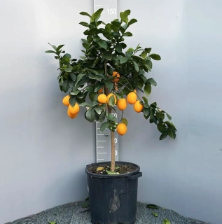 Citrus Meyer/Citronovník Meyer s plody, výška 140-170cm s květináčem