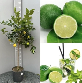 Limetka - Lime di Tahiti výška 120-140cm