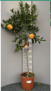 Mandarinka - Citrus Mandarino - výška 120-150cm s květináčem