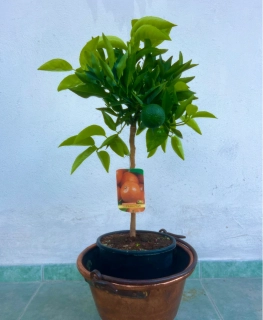 Mandarinka Clementina - Citrus Clementino - výška 60-80cm
