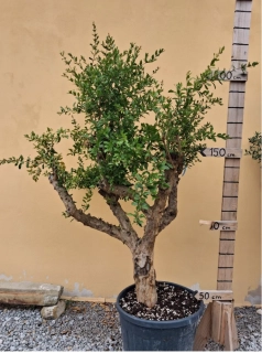 Granátové jablko - granatovník  200-210cm