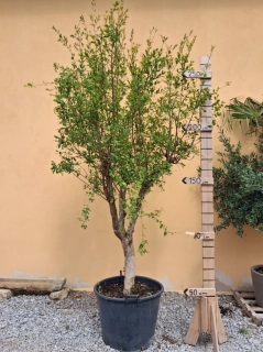 Granátové jablko - granatovník  260-270cm
