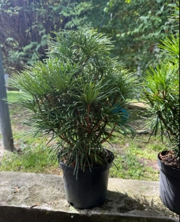 Pajehličník přeslenatý, výška s květ. 45-50cm, do -29 st.C