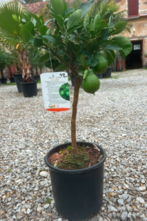 Limetka - Lime di Tahiti výška 55-70cm
