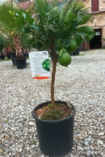Limetka - Lime di Tahiti výška 55-70cm