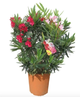 Nerium Oleander Multicolor - výška 100-120 CM s květináčem