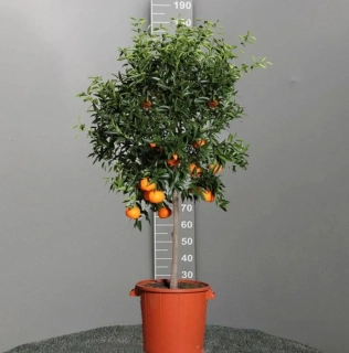 Mandarínka - Citrus reticulata - výška 130+cm