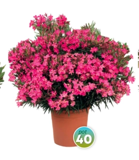 Nerium Oleander různé barvy - výška 130-150 CM s květináčem