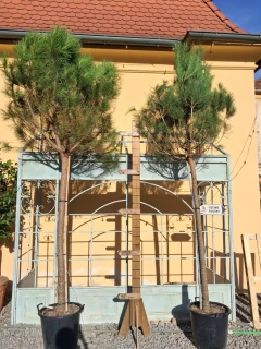 Borovice piniová - Pinus pinea výška 350cm s květináčem