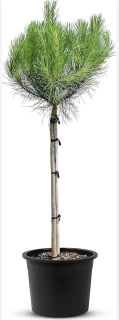  Borovice piniová - Pinus pinea výška 160cm s květináčem