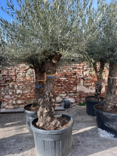 Olea europaea, výška s květináčem 220-240cm