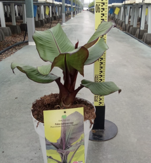 Banánovník habešský - Musa Ensete Maurelii - 50cm výška s květináčem
