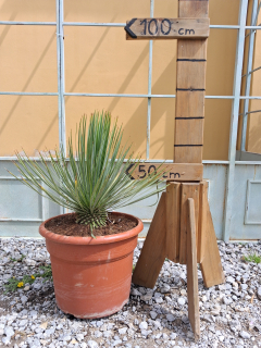 Yucca rostrata - výška s květináčem 70-80 cm