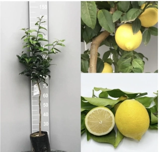 Citrus Limone - Sirakusský citroník - výška 130/150cm