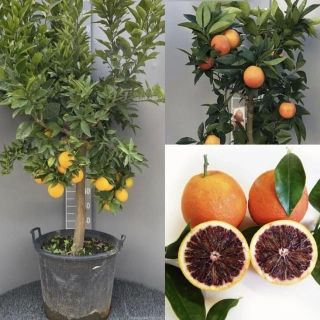 Pomerančovník krvavý velký strom - Citrus Arancio Moro - výška 160-190cm