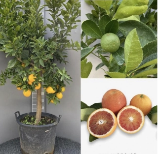 Pomerančovník - Citrus Arancio Sanquinello - výška 160-190cm