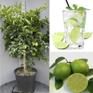 Limetka starší strom - Lime di Tahiti výška 160-170cm