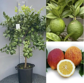 Citrus Limone Rosso (červený citrus) - výška 160-180 cm s kvetináčem