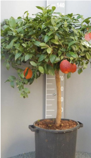 Citrus Limone Rosso veľký starší strom (červený citrus) - výška 170-190 cm s kvetináčem