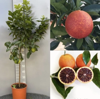 Pomerančovník krvavý - Citrus Arancio Moro - výška 150-160cm