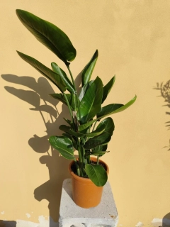 Strelície nicolai single kmeň 80-90cm s květináčem